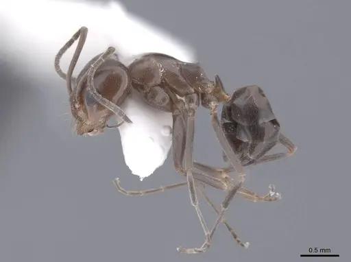 Dorymyrmex smithi - FMNHINS0000062566