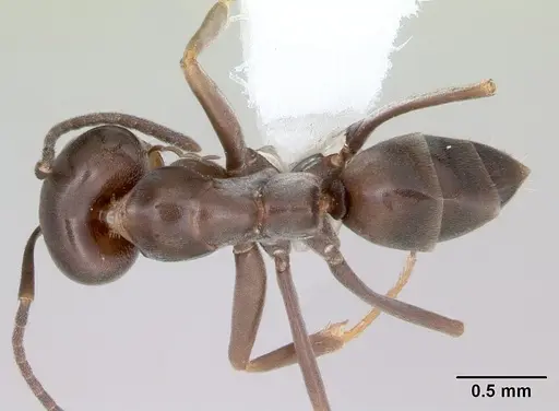 Dorymyrmex spurius specimen