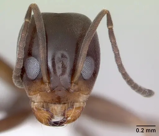 Dorymyrmex spurius specimen