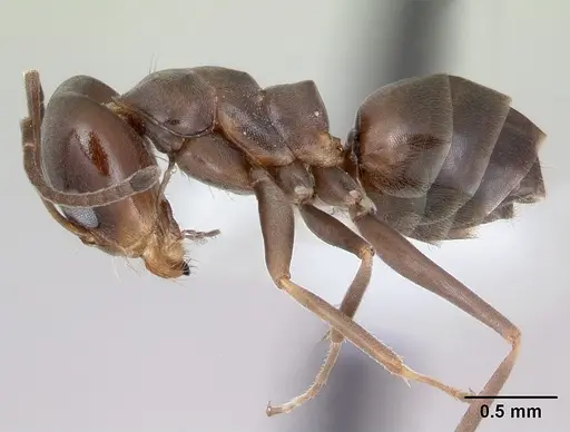 Dorymyrmex spurius specimen