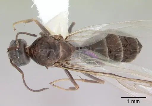 Dorymyrmex spurius - CASENT0173852