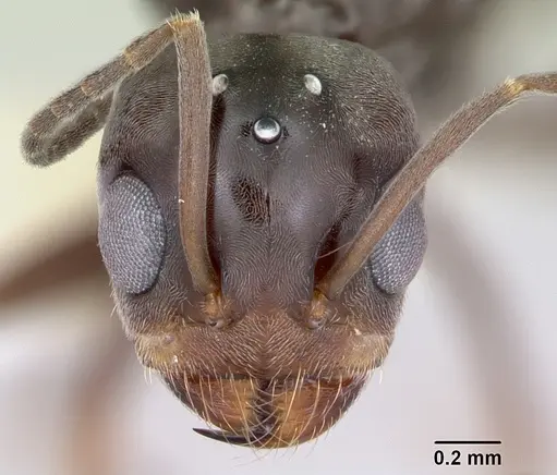 Dorymyrmex spurius - CASENT0173852