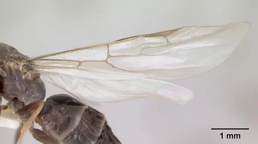 Dorymyrmex spurius - CASENT0173852