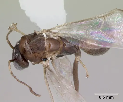 Dorymyrmex spurius - CASENT0173853