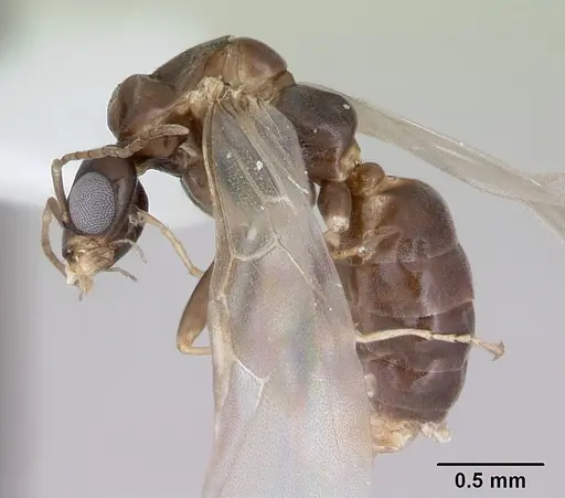 Dorymyrmex spurius - CASENT0173853