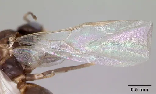 Dorymyrmex spurius - CASENT0173853