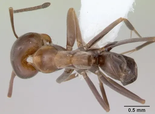 Dorymyrmex spurius - CASENT0173854