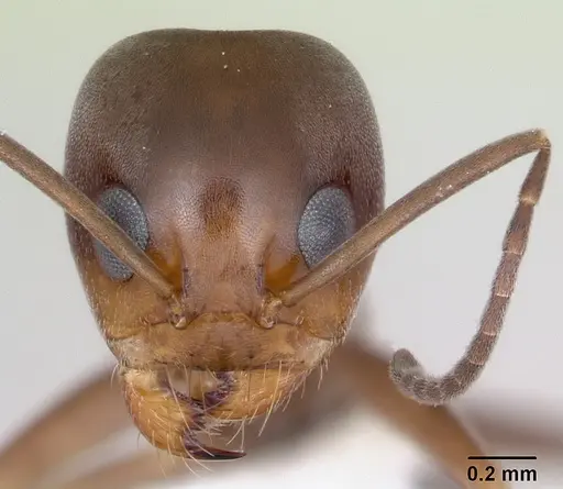 Dorymyrmex spurius - CASENT0173854