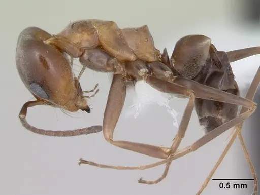 Dorymyrmex spurius - CASENT0173854