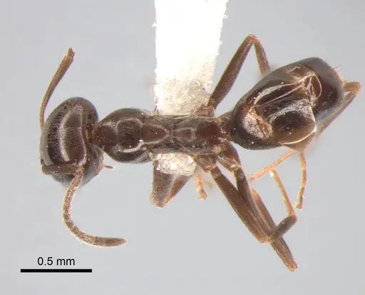 Dorymyrmex spurius - CASENT0841138