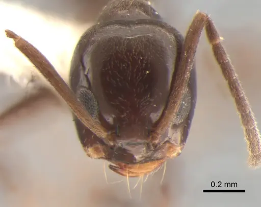 Dorymyrmex spurius - CASENT0841138