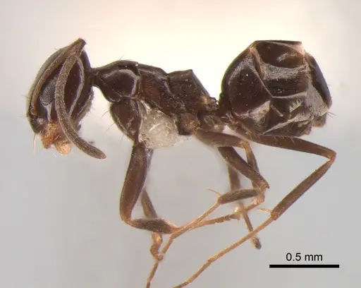 Dorymyrmex spurius - CASENT0841138