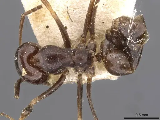 Dorymyrmex spurius - CASENT0909744