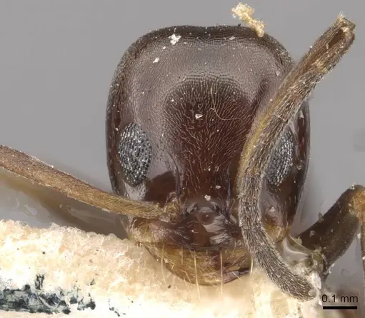 Dorymyrmex spurius - CASENT0909744