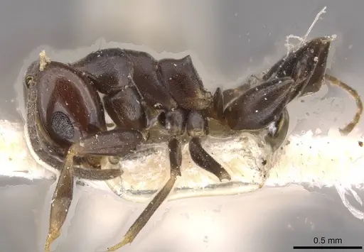 Dorymyrmex spurius - CASENT0909744