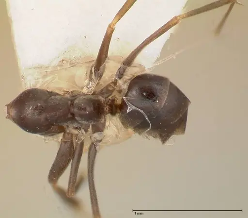Dorymyrmex spurius - FOCOL0531