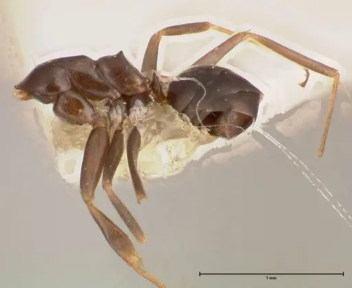 Dorymyrmex spurius - FOCOL0531