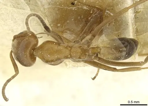 Dorymyrmex steigeri specimen