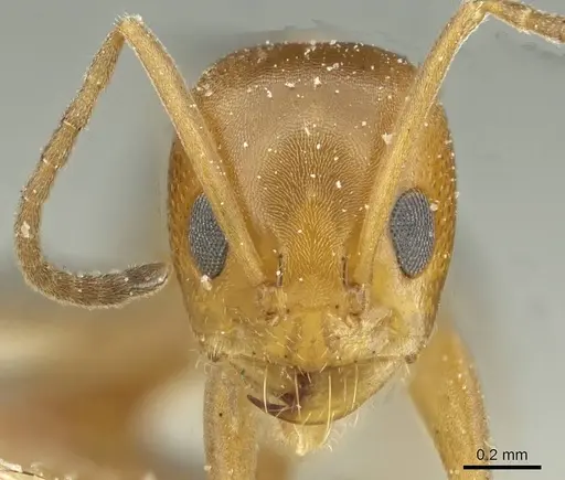 Dorymyrmex steigeri specimen