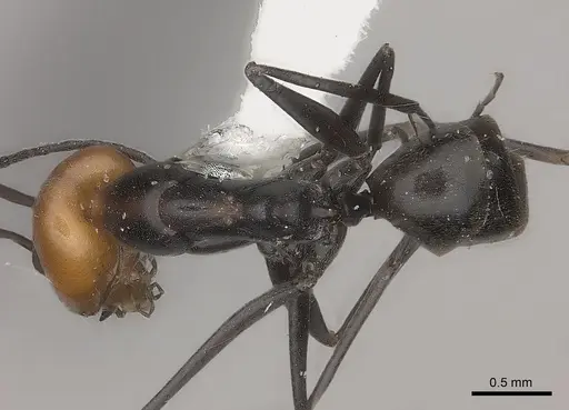 Dorymyrmex tener specimen