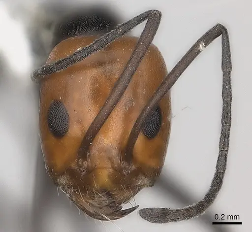 Dorymyrmex tener specimen