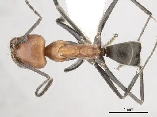 Dorymyrmex tener - CASENT0249683