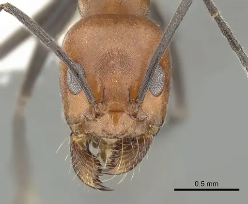 Dorymyrmex tener - CASENT0249683