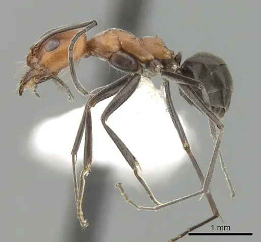 Dorymyrmex tener - CASENT0249683
