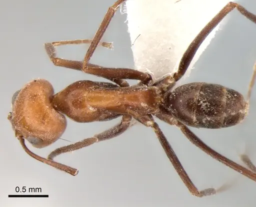 Dorymyrmex tener - CASENT0841181