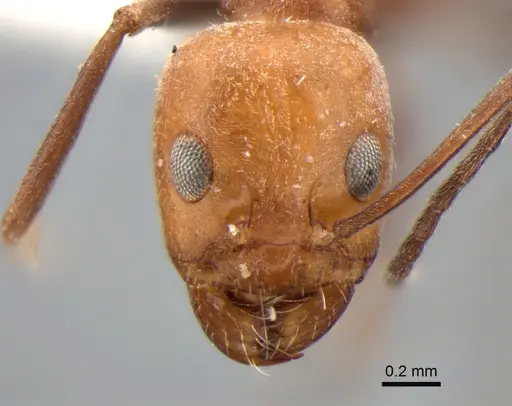 Dorymyrmex tener - CASENT0841181