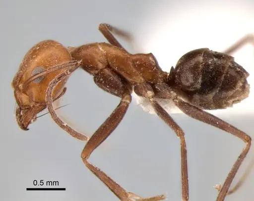 Dorymyrmex tener - CASENT0841181