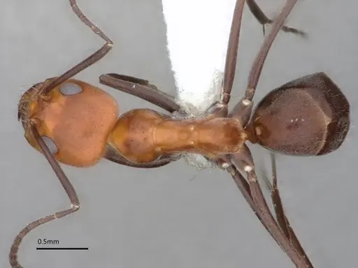 Dorymyrmex tener - CASENT0841205