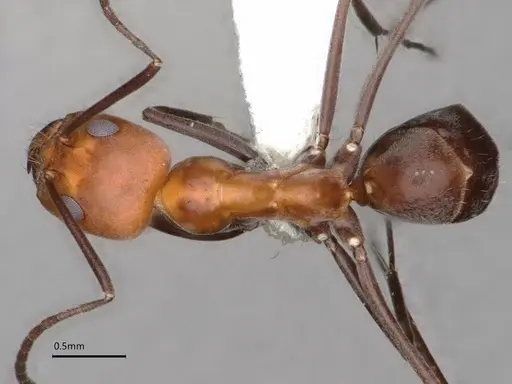 Dorymyrmex tener - CASENT0841205