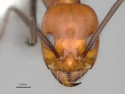 Dorymyrmex tener - CASENT0841205