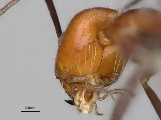 Dorymyrmex tener - CASENT0841205