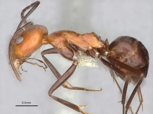 Dorymyrmex tener - CASENT0841205