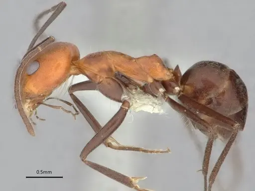 Dorymyrmex tener - CASENT0841205