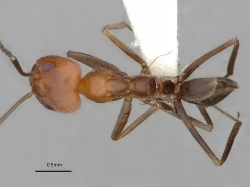 Dorymyrmex tener - CASENT0841518
