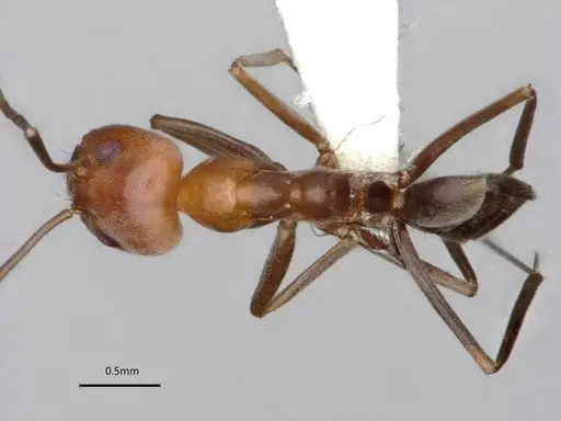 Dorymyrmex tener - CASENT0841518