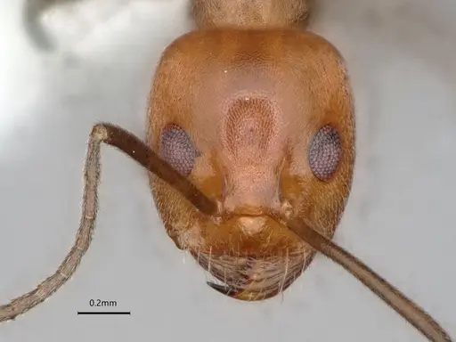 Dorymyrmex tener - CASENT0841518