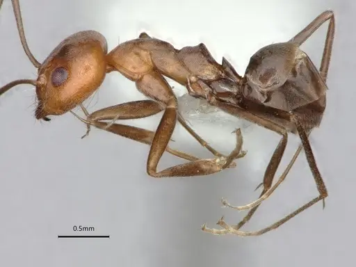 Dorymyrmex tener - CASENT0841518