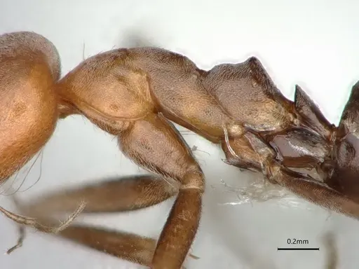 Dorymyrmex tener - CASENT0841518