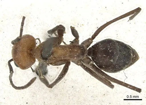 Dorymyrmex tener - CASENT0902987