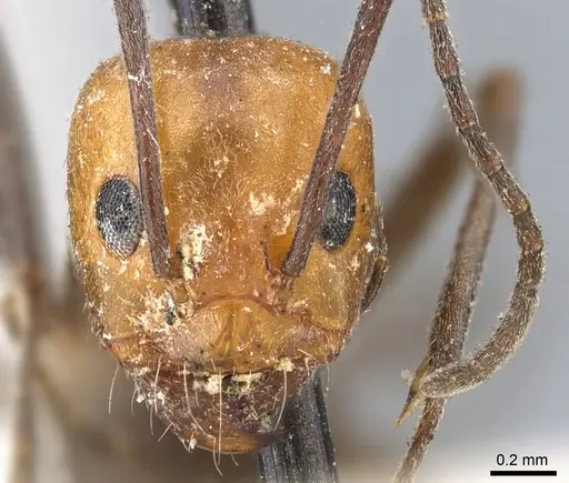 Dorymyrmex tener - CASENT0902987