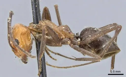 Dorymyrmex tener - CASENT0902987