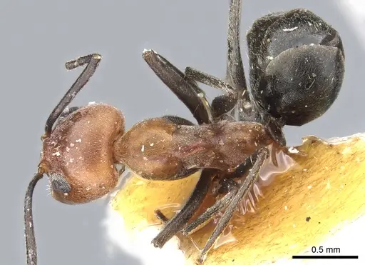 Dorymyrmex tener - CASENT0902988