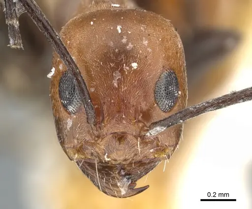 Dorymyrmex tener - CASENT0902988