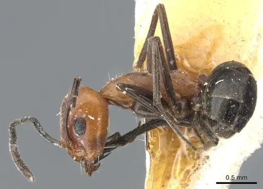 Dorymyrmex tener - CASENT0902988