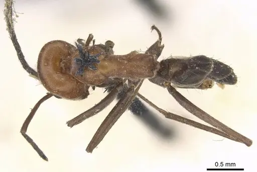 Dorymyrmex tener - CASENT0915586