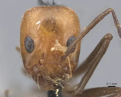 Dorymyrmex tener - CASENT0915586